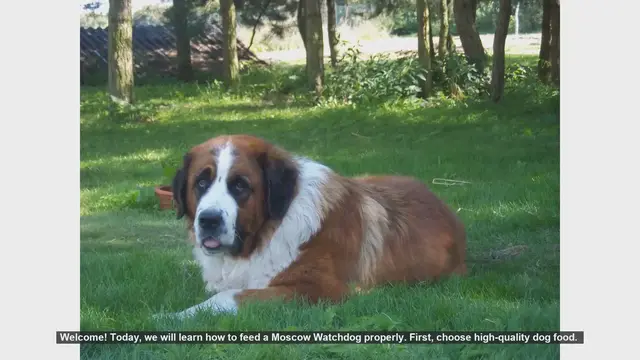 Video thumbnail for How to Properly Feed Your Moscow Watchdog