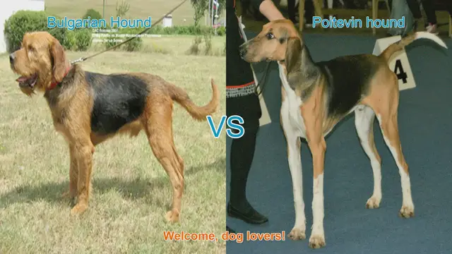 Video thumbnail for Bulgarian Hound vs. Poitevin Hound: A Comprehensive Comparison