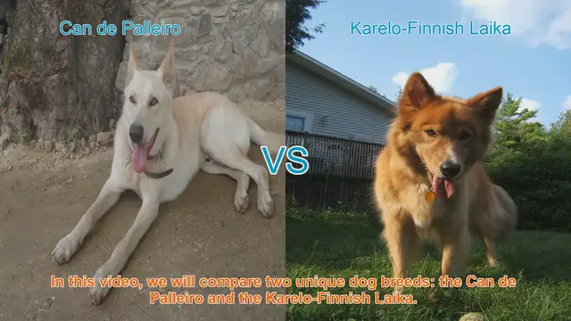 Video thumbnail for Comparing Can de Palleiro and Karelo-Finnish Laika Dog Breeds