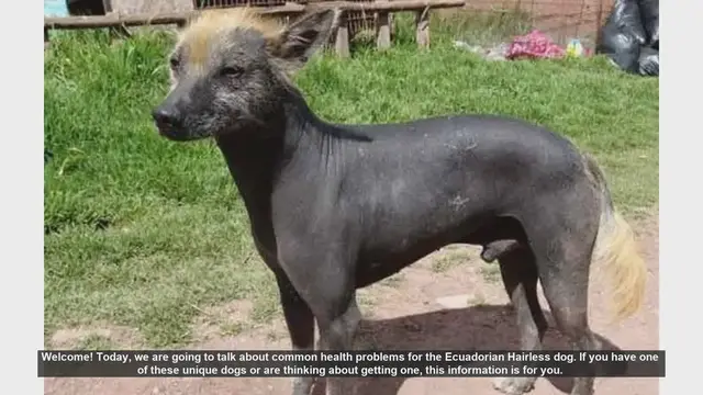 Video thumbnail for Caring for Your Ecuadorian Hairless Dog: Common Health Issues and Tips