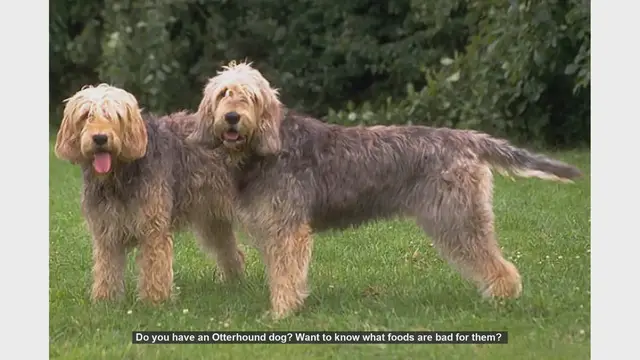 Video thumbnail for Foods to Avoid for Your Otterhound: Keep Your Dog Safe!