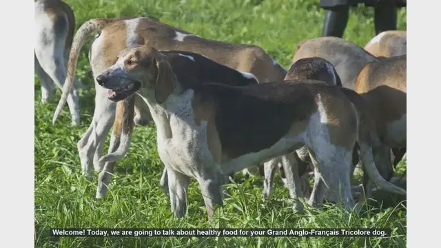 Video thumbnail for Healthy Food Tips for Your Grand Anglo-Français Tricolore Dog