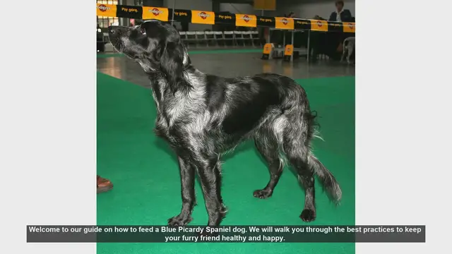Video thumbnail for How to Feed Your Blue Picardy Spaniel: A Complete Guide
