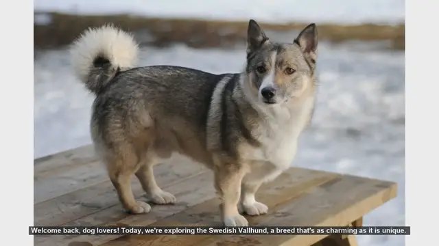 Video thumbnail for Top 10 Facts About the Swedish Vallhund: The Viking Herding Dog