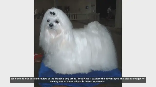 Video thumbnail for Maltese Dog Breed Review: Pros and Cons