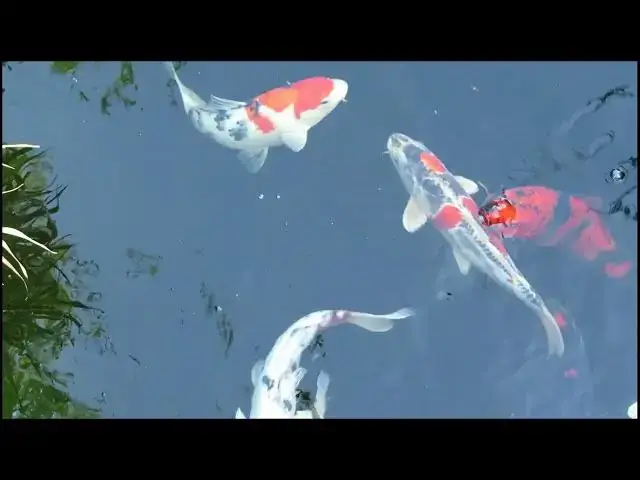 Video thumbnail for How to Reduce Organic Waste in Your Koi Pond