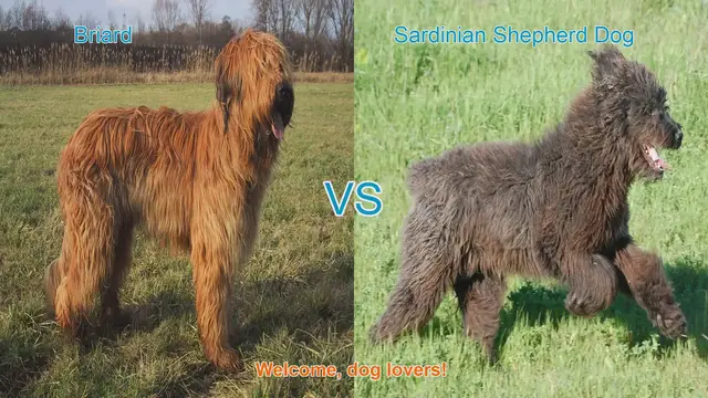 Video thumbnail for Briard vs. Sardinian Shepherd Dog: A Comparison of Long-Haired Breeds