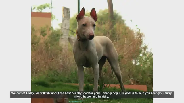 Video thumbnail for Best Healthy Foods for Your Jonangi Dog