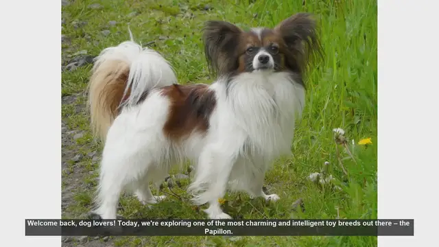 Video thumbnail for Top 10 Fascinating Facts About Papillon Dogs