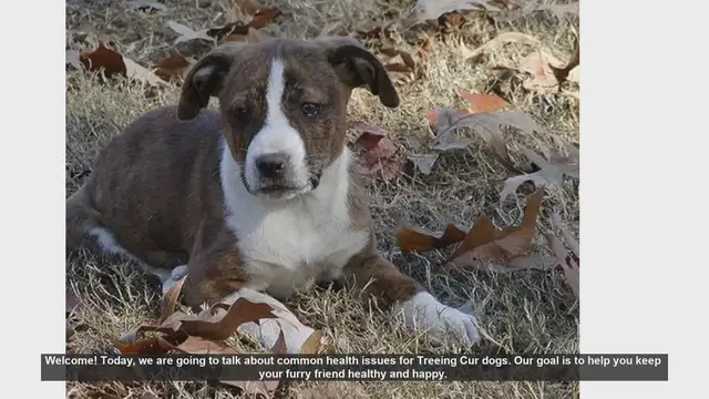 Video thumbnail for Common Health Issues in Treeing Cur Dogs: Tips for a Healthy Pet