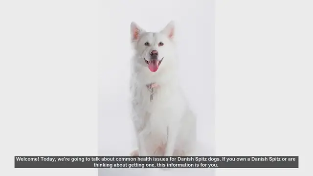 Video thumbnail for Common Health Issues in Danish Spitz Dogs: What You Need to Know