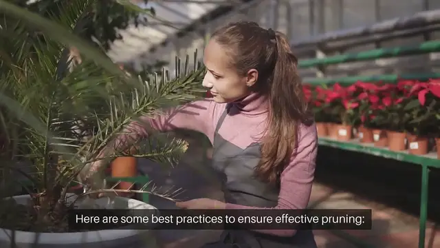 Video thumbnail for Best Practices for Indoor Plant Pruning