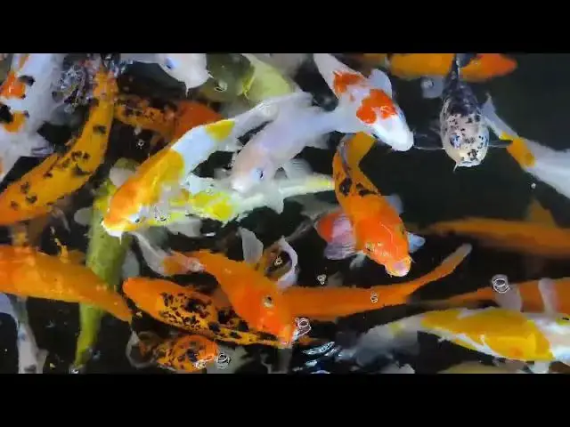 Video thumbnail for Koi Fish Breeding: Essential Steps for Success