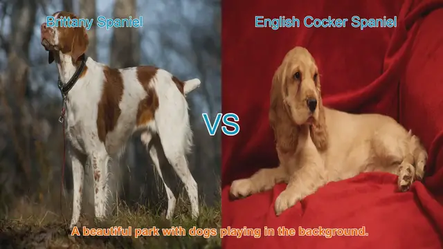 Video thumbnail for Brittany Spaniel vs. English Cocker Spaniel: A Comprehensive Comparison