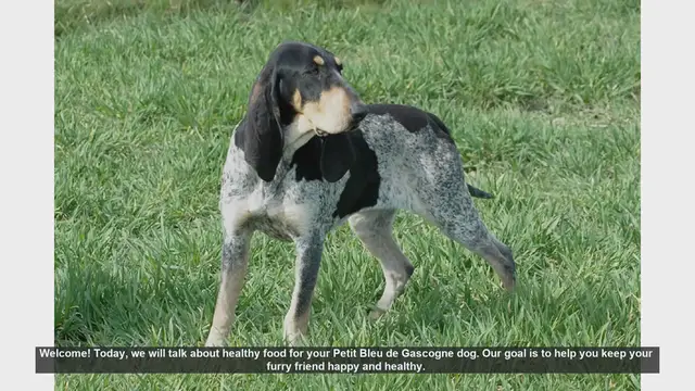 Video thumbnail for Healthy Diet Tips for Your Petit Bleu de Gascogne Dog