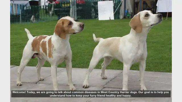 Video thumbnail for Common Health Issues in West Country Harrier Dogs: Prevention and Care
