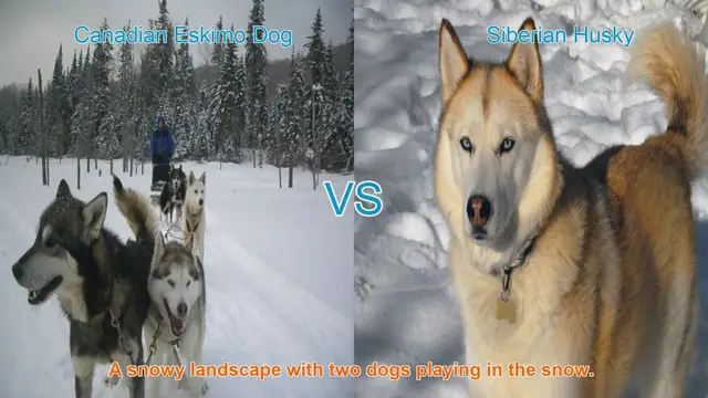 Video thumbnail for Canadian Eskimo Dog vs. Siberian Husky: A Comparison