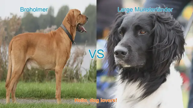 Video thumbnail for Broholmer vs. Large Münsterländer: A Comparison of Two Unique Dog Breeds