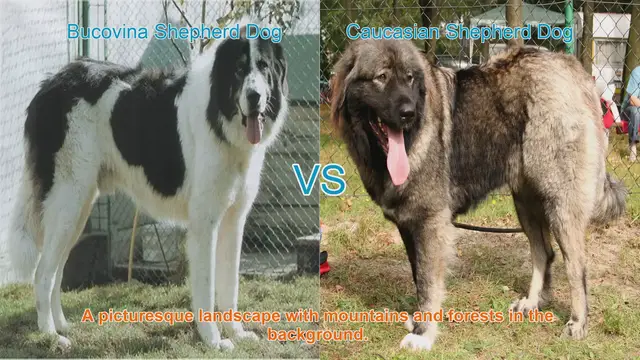 Video thumbnail for Bucovina Shepherd Dog vs. Caucasian Shepherd Dog: A Comparison of Majestic Guardians