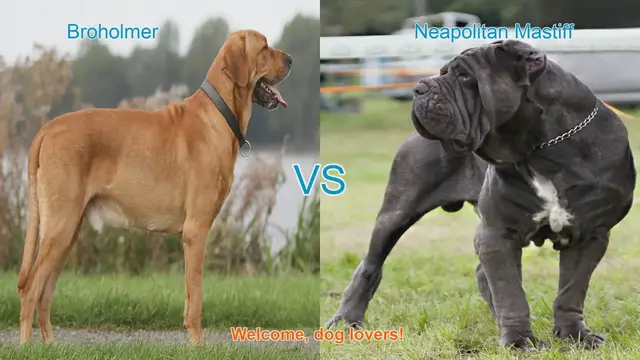 Video thumbnail for Broholmer vs. Neapolitan Mastiff: A Comparison of Majestic Dog Breeds