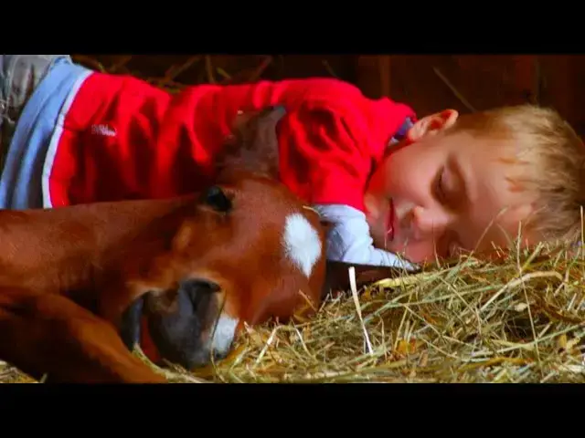Video thumbnail for Boy Sleeps with Foal Every Night - 3 years later mother realizes she made a big mistake !