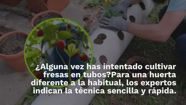 Video thumbnail for Huerto, cómo cultivar fresas en tubos: aquí está la técnica muy simple