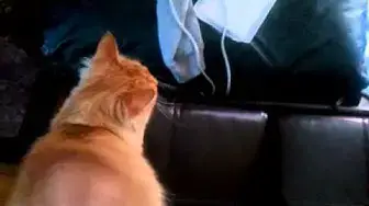 Video thumbnail for Trash Cat