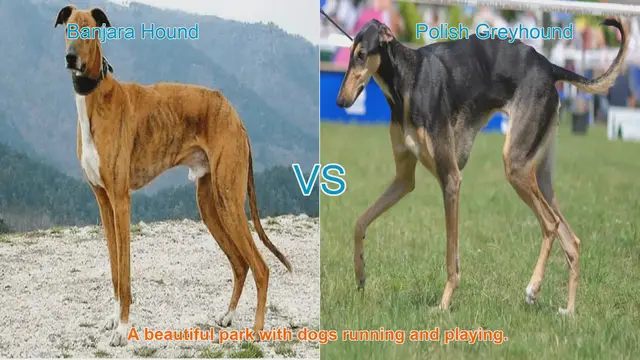 Video thumbnail for Comparing Banjara Hound and Polish Greyhound: Traits and Characteristics