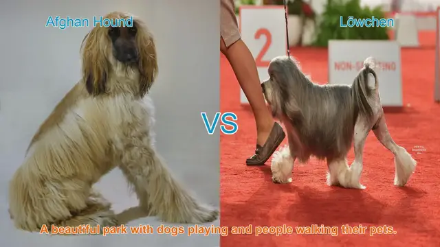 Video thumbnail for Afghan Hound vs. Löwchen: A Comprehensive Breed Comparison