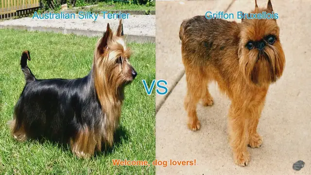 Video thumbnail for Comparing Australian Silky Terrier and Griffon Bruxellois: A Guide for Dog Lovers