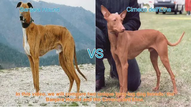 Video thumbnail for Comparing Banjara Hound and Cirneco dell'Etna: A Guide to Unique Long-Leg Dog Breeds