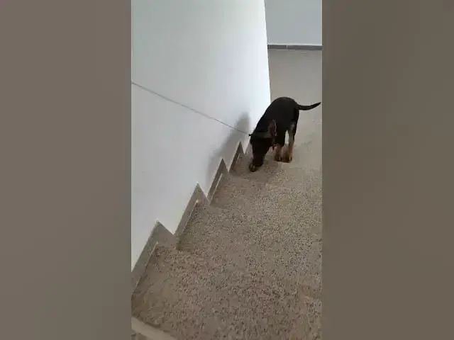 Video thumbnail for Baloocreate learns to climb stairs alone