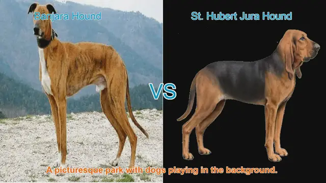 Video thumbnail for Banjara Hound vs. St. Hubert Jura Hound: A Comprehensive Comparison
