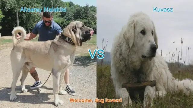 Video thumbnail for Aksaray Malaklisi vs. Kuvasz: A Comparison of Two Majestic Dog Breeds