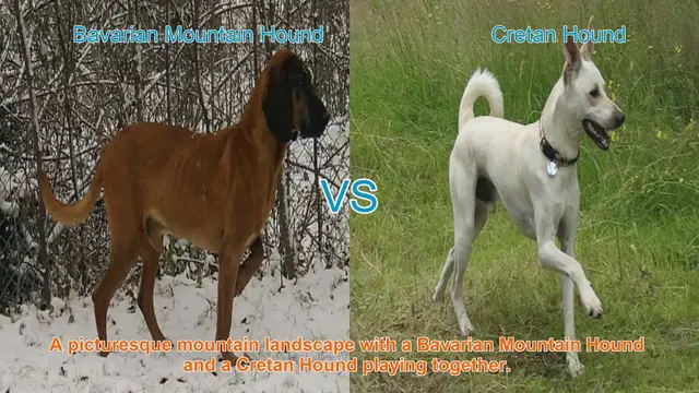 Video thumbnail for Bavarian Mountain Hound vs. Cretan Hound: A Comparison of Two Exceptional Hunting Breeds