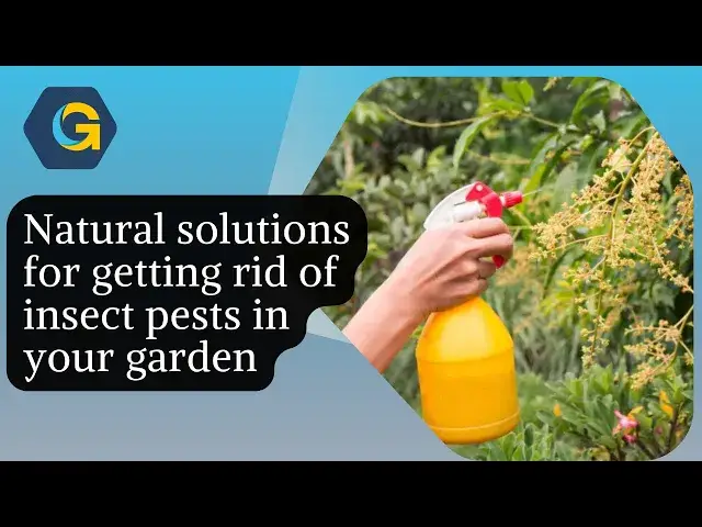 'Video thumbnail for Natural solutions for getting rid of insect pests in your garden'