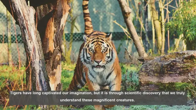 Video thumbnail for 10 Key Scientific Discoveries About Tigers
