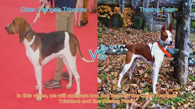 Video thumbnail for Comparing Chien Français Tricolore and Treeing Feist: A Breed Comparison