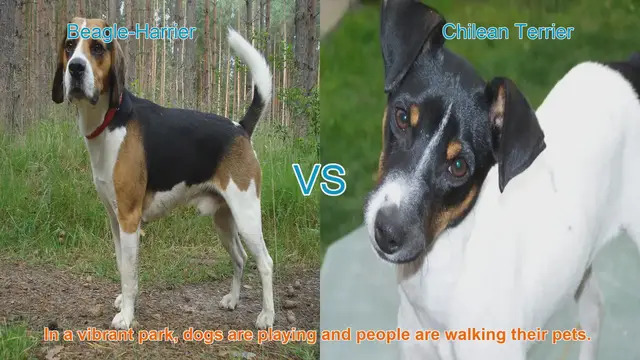 Video thumbnail for Meet the Beagle-Harrier and Chilean Terrier: A Comparison of Two Playful Breeds