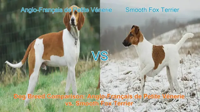 Video thumbnail for Dog Breed Comparison: Anglo-Français de Petite Vénerie vs. Smooth Fox Terrier