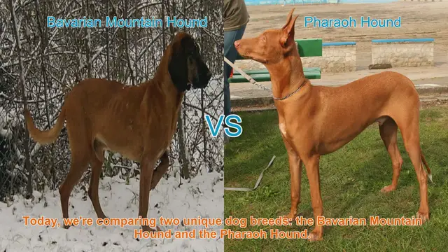 Video thumbnail for Bavarian Mountain Hound vs. Pharaoh Hound: A Comparative Guide