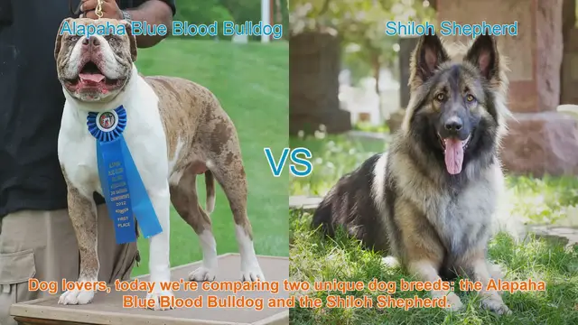 Video thumbnail for Alapaha Blue Blood Bulldog VS Shiloh Shepherd