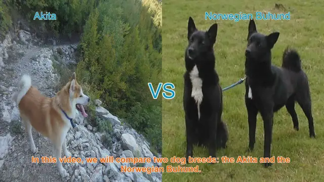 Video thumbnail for Akita vs. Norwegian Buhund: A Comprehensive Breed Comparison
