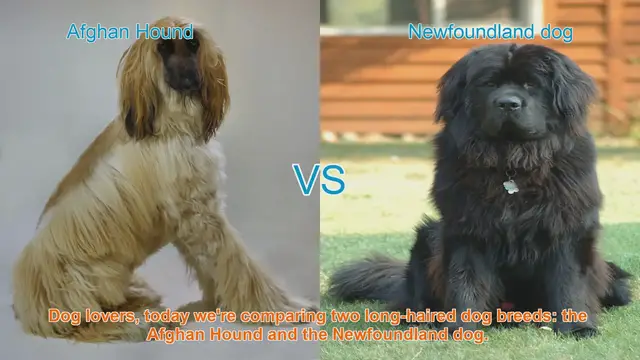 Video thumbnail for Afghan Hound vs. Newfoundland Dog: A Comparison of Long-Haired Breeds