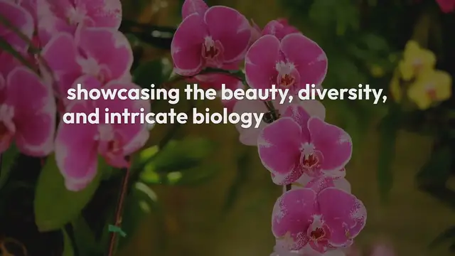 Video thumbnail for Orchid Collections In Botanical Gardens