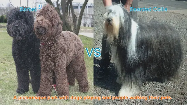 Video thumbnail for Barbet vs. Bearded Collie: A Comparison of Two Beloved Dog Breeds