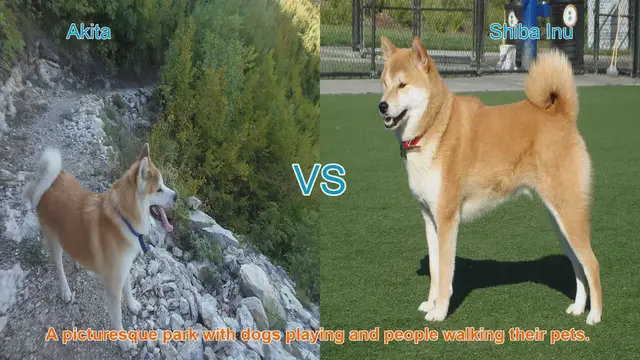 Video thumbnail for Akita vs. Shiba Inu: A Comparison of Two Japanese Dog Breeds