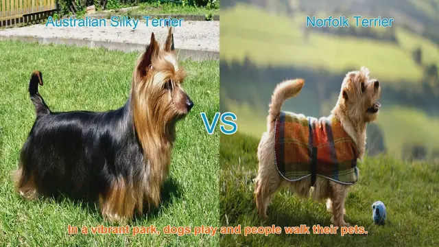 Video thumbnail for Meet the Australian Silky Terrier and Norfolk Terrier: A Comparison
