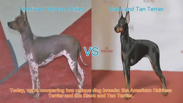 Video thumbnail for American Hairless Terrier vs. Black and Tan Terrier: A Breed Comparison