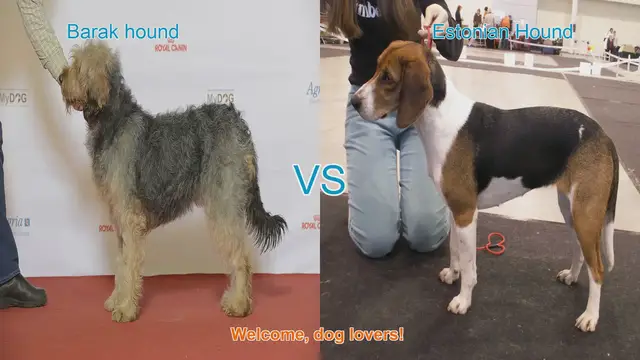 Video thumbnail for Barak Hound vs. Estonian Hound: A Comparison of Two Beloved Dog Breeds